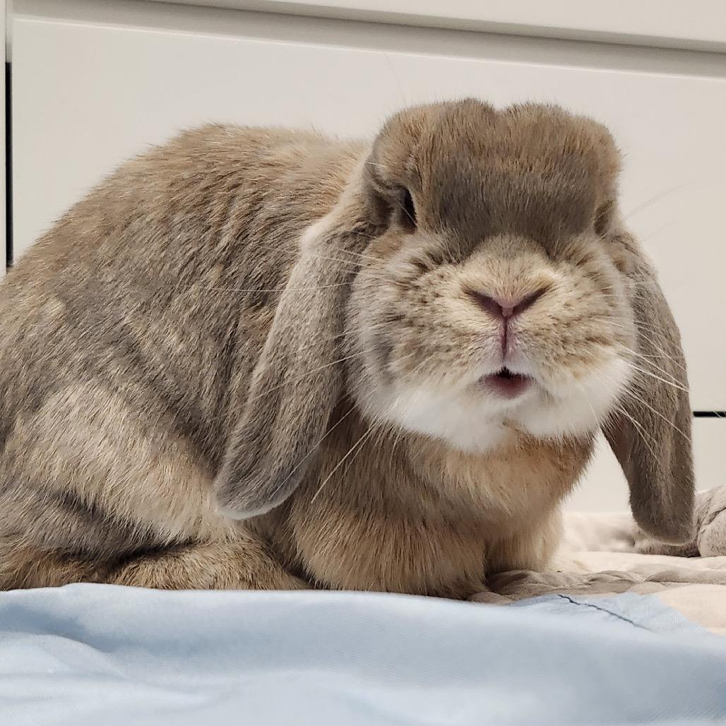 Enlarge Biscuit, a Adoptable Mini Lop in Baltimore, MD image 4/4
