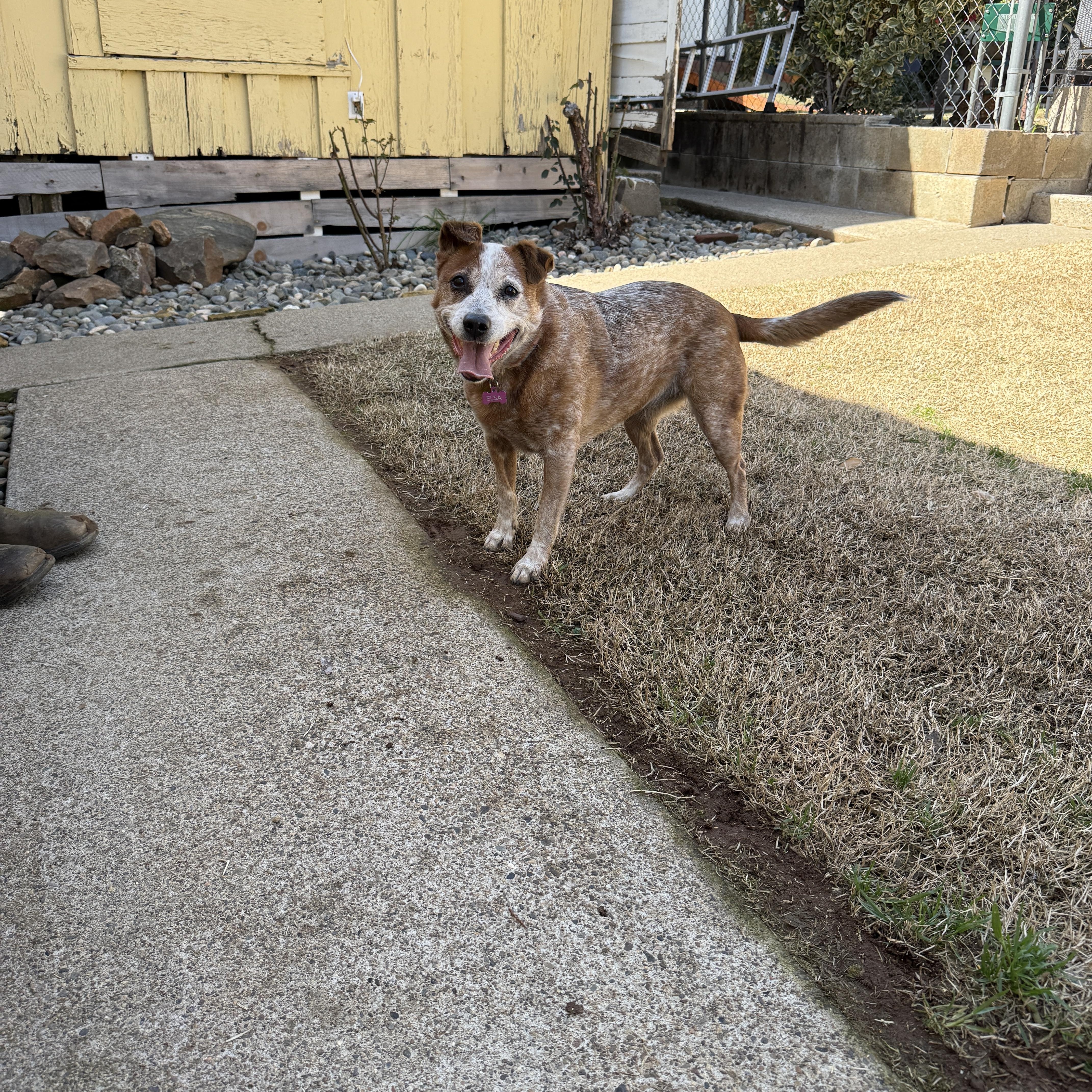 Elsa — thumbnail 4