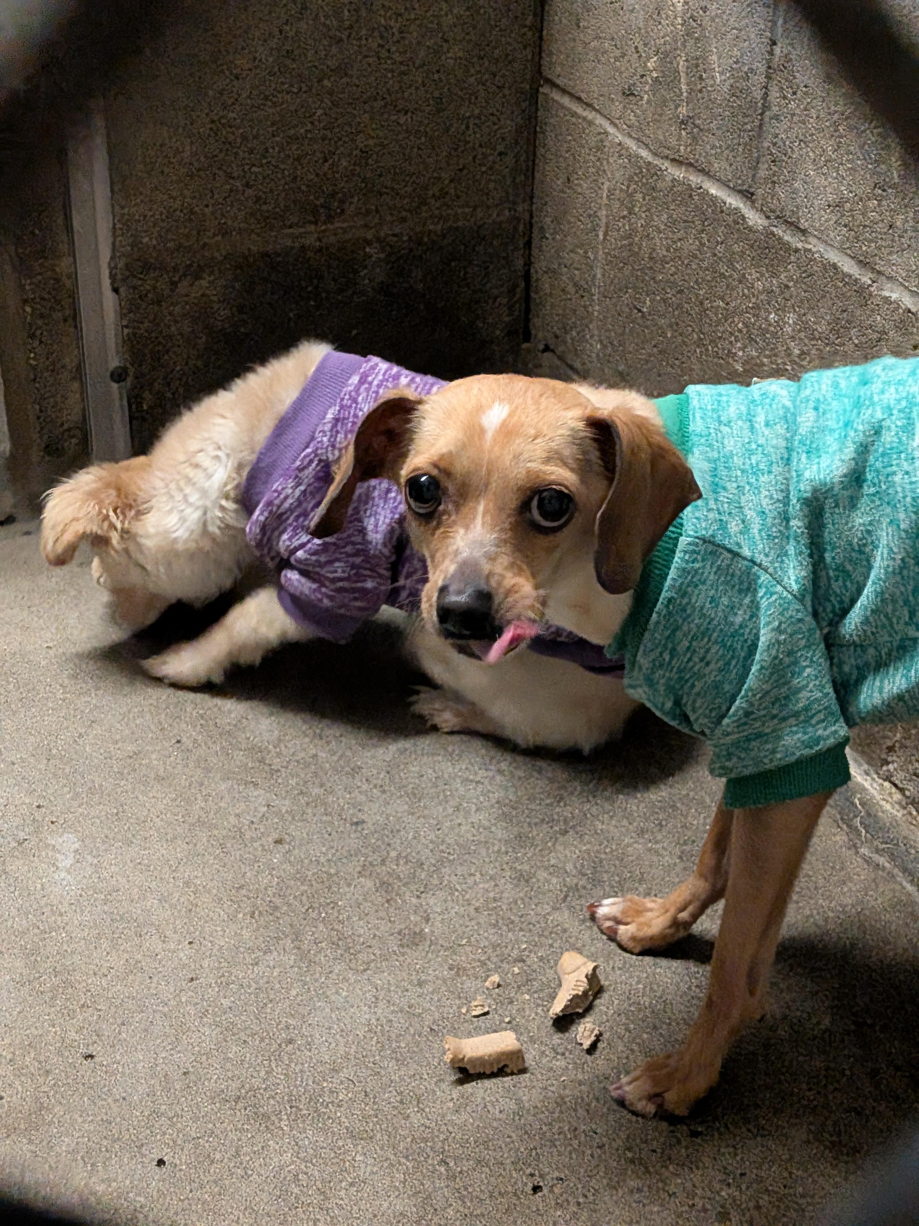 Enlarge Rigor , an adopted mixed breed in Hermiston, OR image 1/1