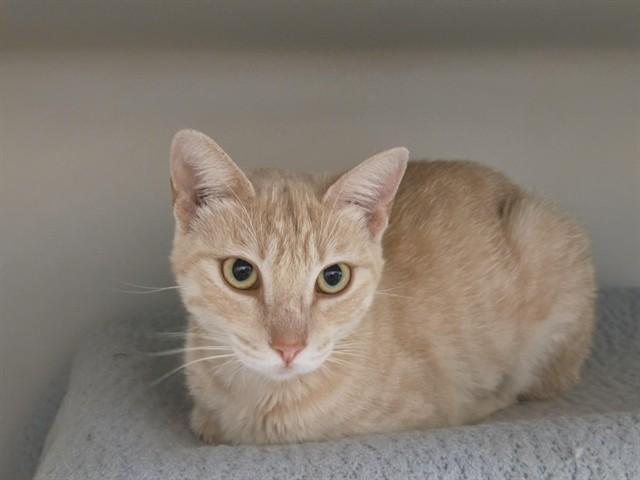 AUTUMN, Adoptable, Young Female Domestic Short Hair.
