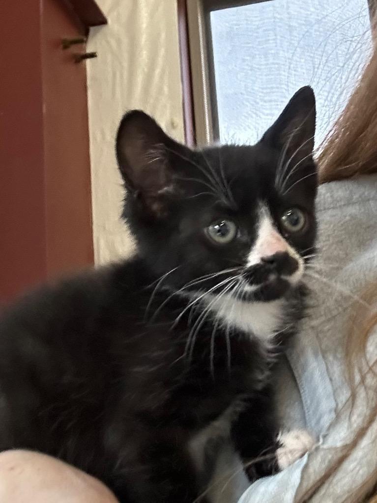 Avalanche, Adoptable, Kitten Male Domestic Short Hair.