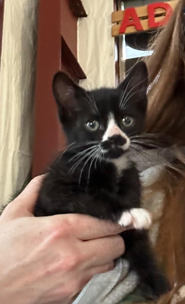 Enlarge Avalanche, a Adoptable mixed breed in Newberg, OR image 2/5