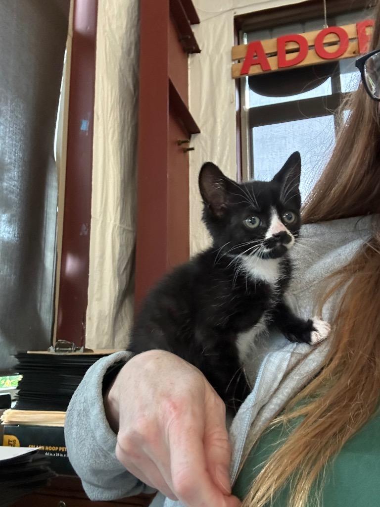 Enlarge Avalanche, a Adoptable mixed breed in Newberg, OR image 3/5