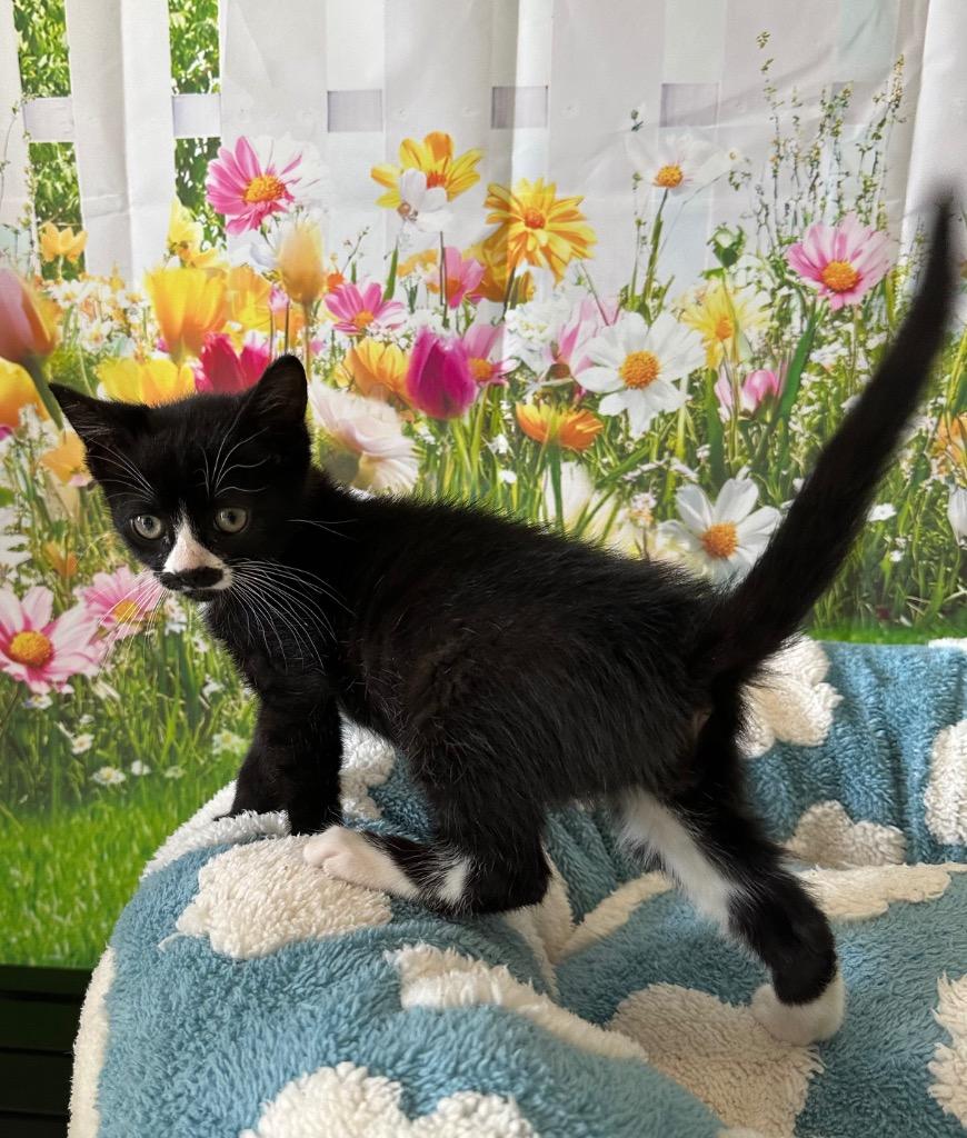 Enlarge Avalanche, a Adoptable mixed breed in Newberg, OR image 4/5