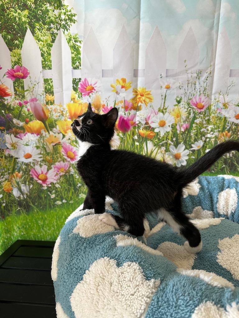 Enlarge Avalanche, a Adoptable mixed breed in Newberg, OR image 5/5