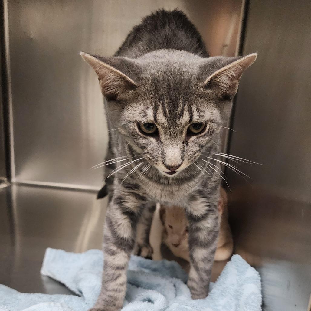 Cheeto, Adoptable, Kitten Male Domestic Short Hair.