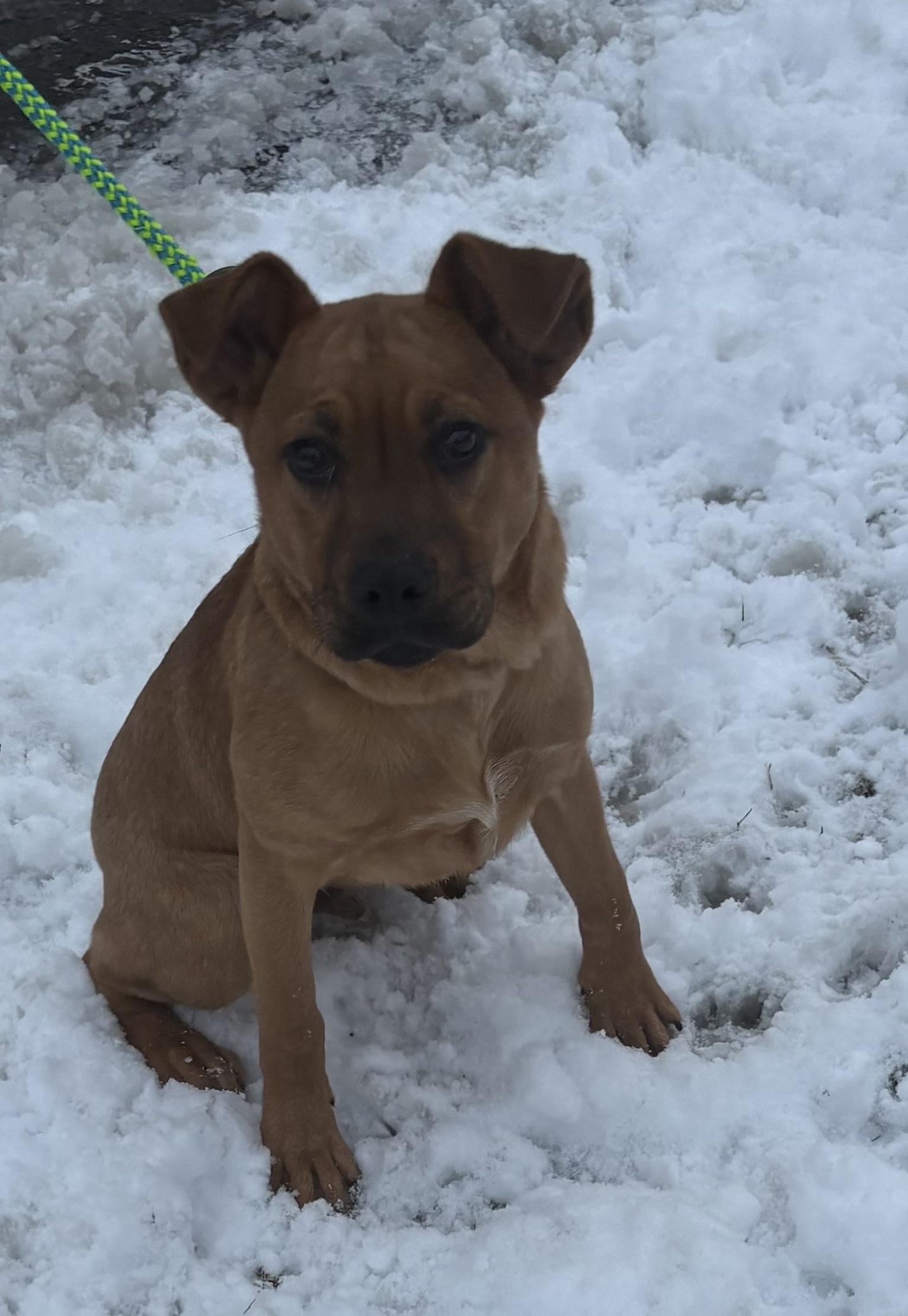 Enlarge Jacob, a Adoptable mixed breed in Chalfont, PA image 1/1