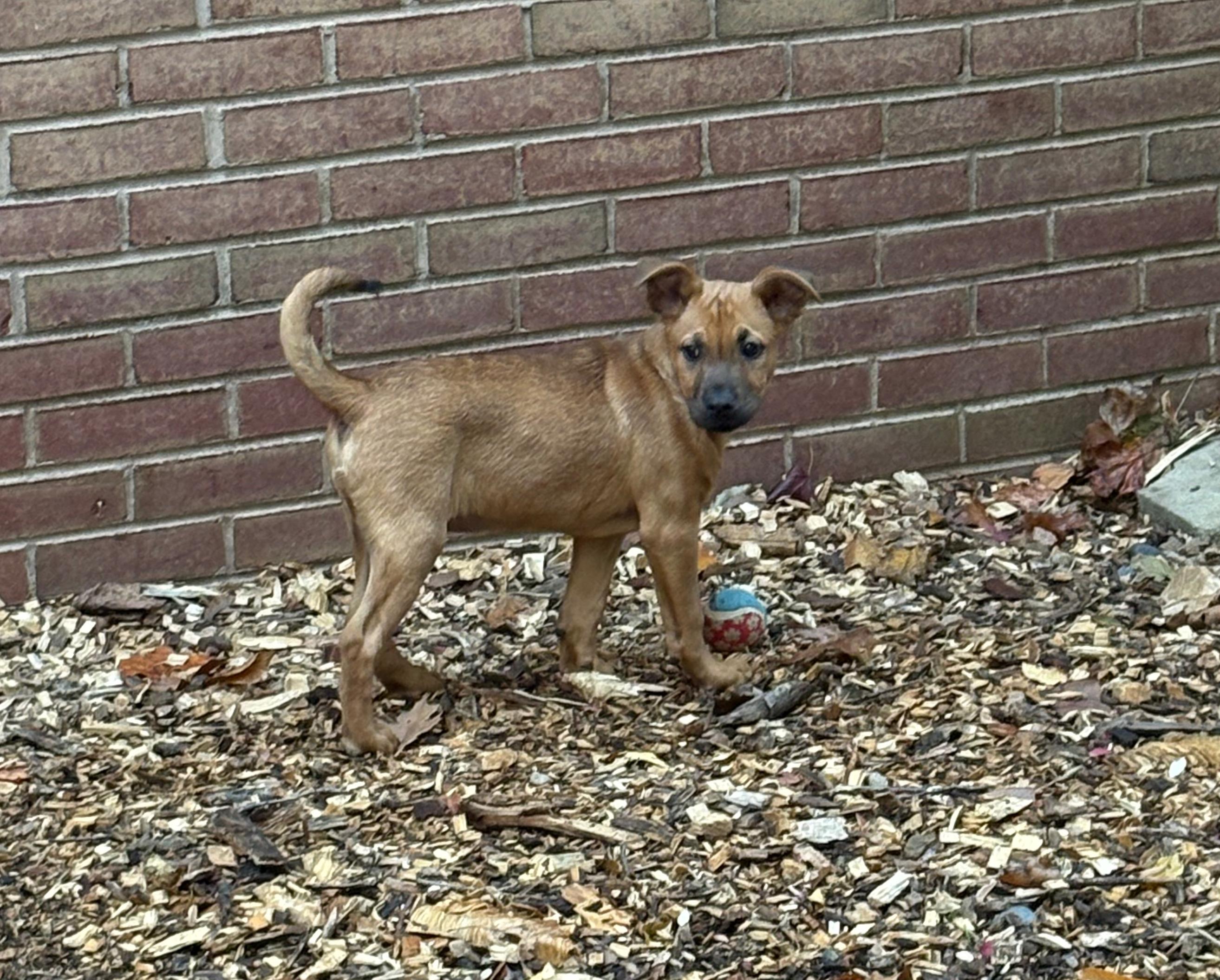 Jacob, Adoptable, Puppy Male Dachshund.