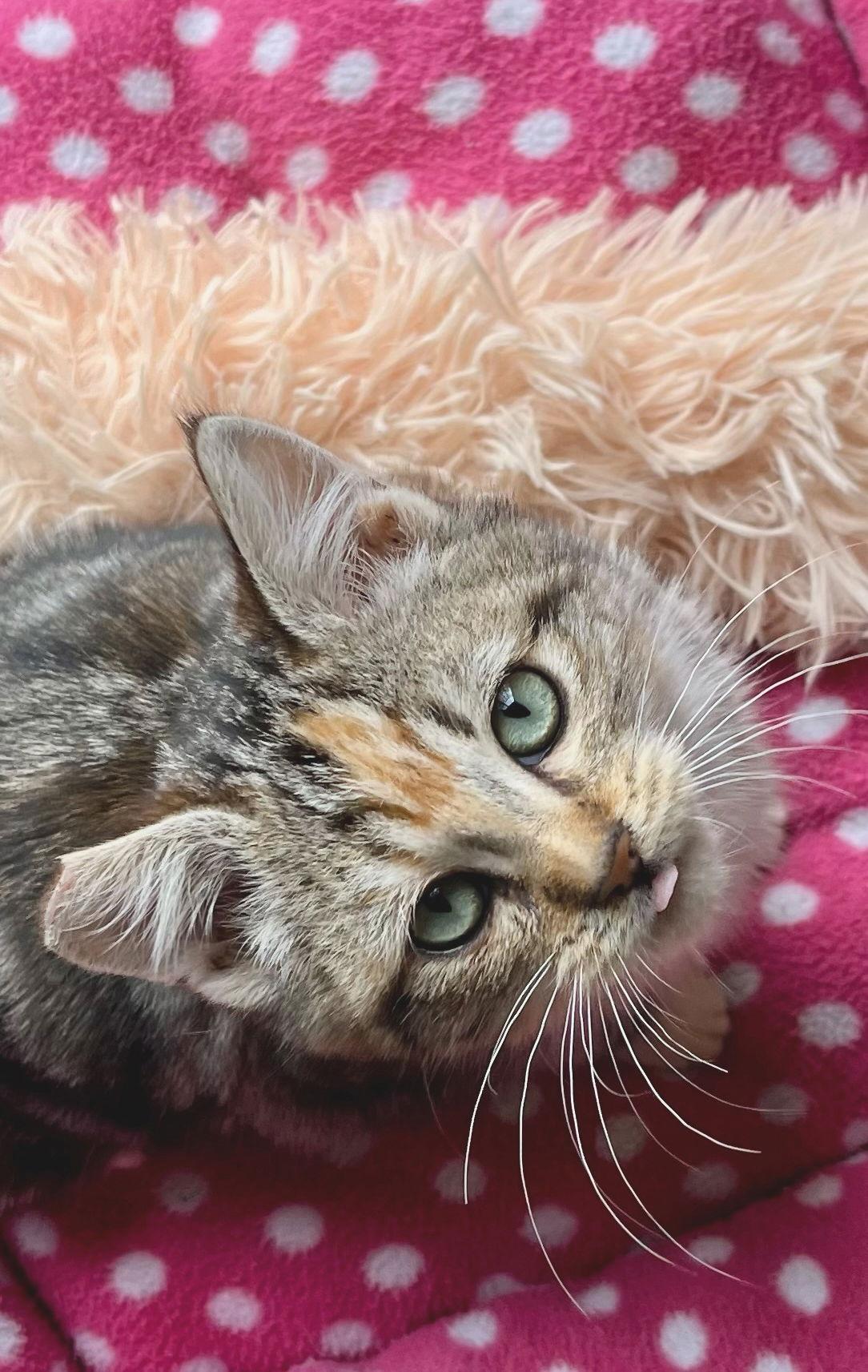 Bubbles, a Adopted mixed breed in Alameda, CA image 2/3