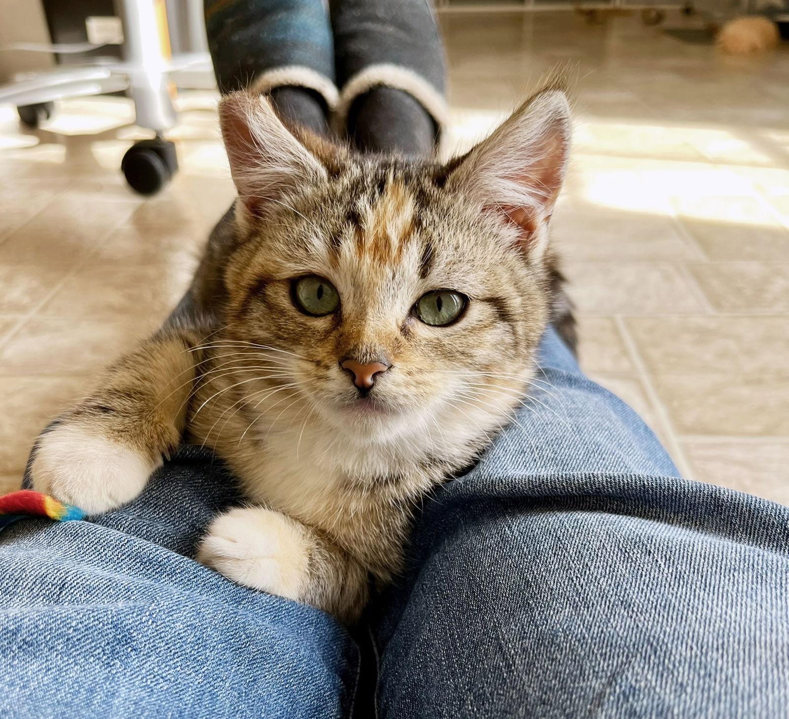 Bubbles, a Adopted mixed breed in Alameda, CA image 3/3