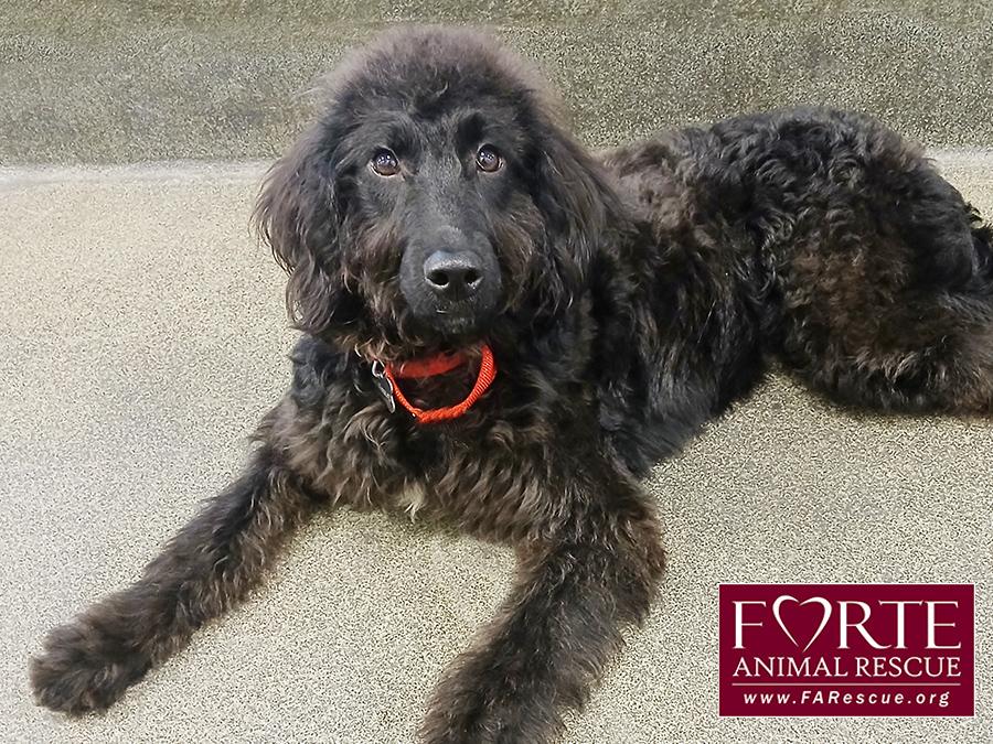 Name: Buttercup, ADOPTABLE, Puppy Female Labradoodle.