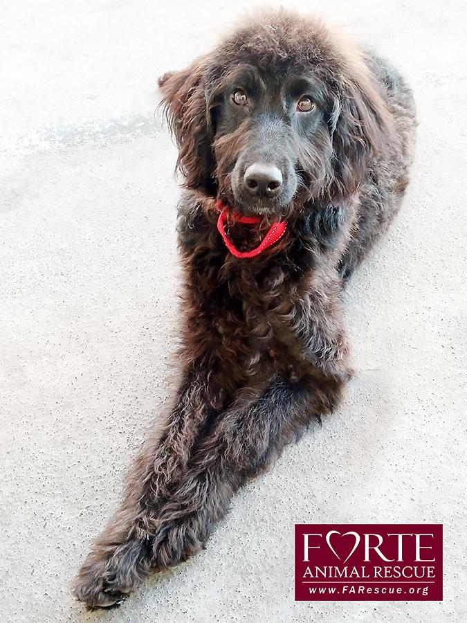 Enlarge Name:  Buttercup, a ADOPTABLE Labradoodle in Marina Del Rey, CA image 2/3