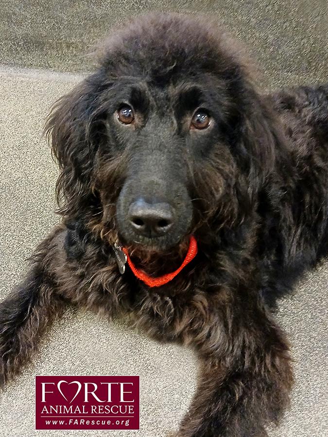 Enlarge Name:  Buttercup, a ADOPTABLE Labradoodle in Marina Del Rey, CA image 3/3