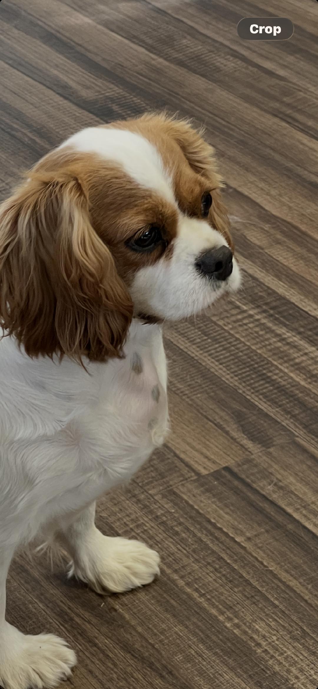 Joy - Adopted | Petfinder