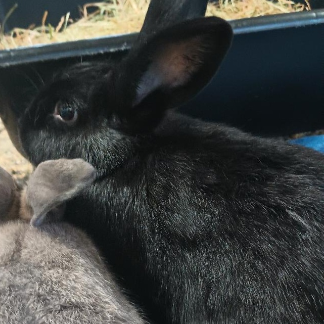 Enlarge Reba, a Adoptable Rex in Gig Harbor, WA image 1/2