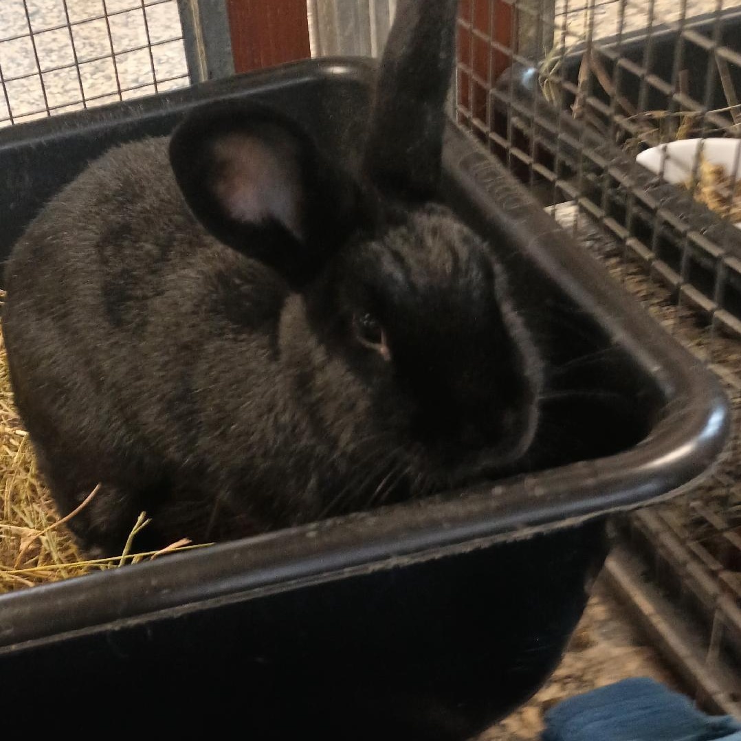 Enlarge Reba, a Adoptable Rex in Gig Harbor, WA image 2/2