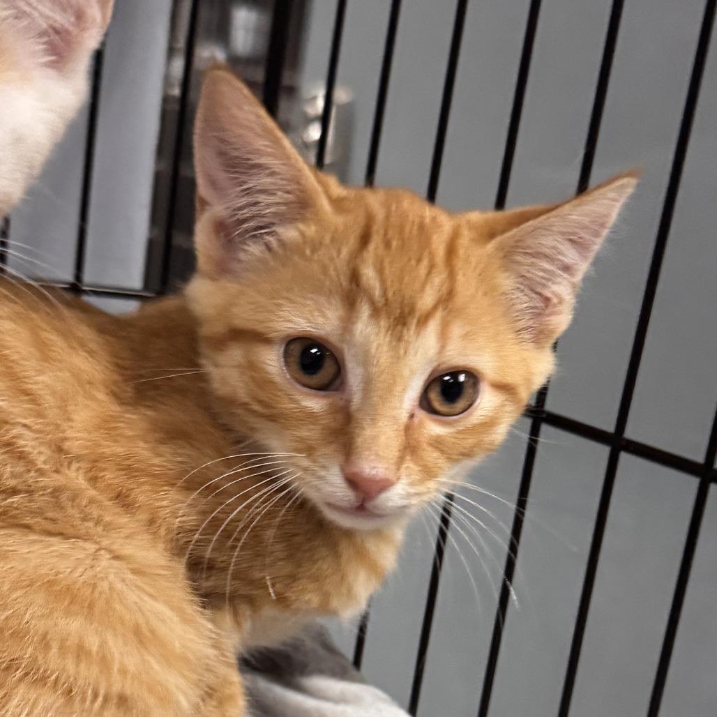 Emilio Estevez, Adoptable, Kitten Male Domestic Short Hair.