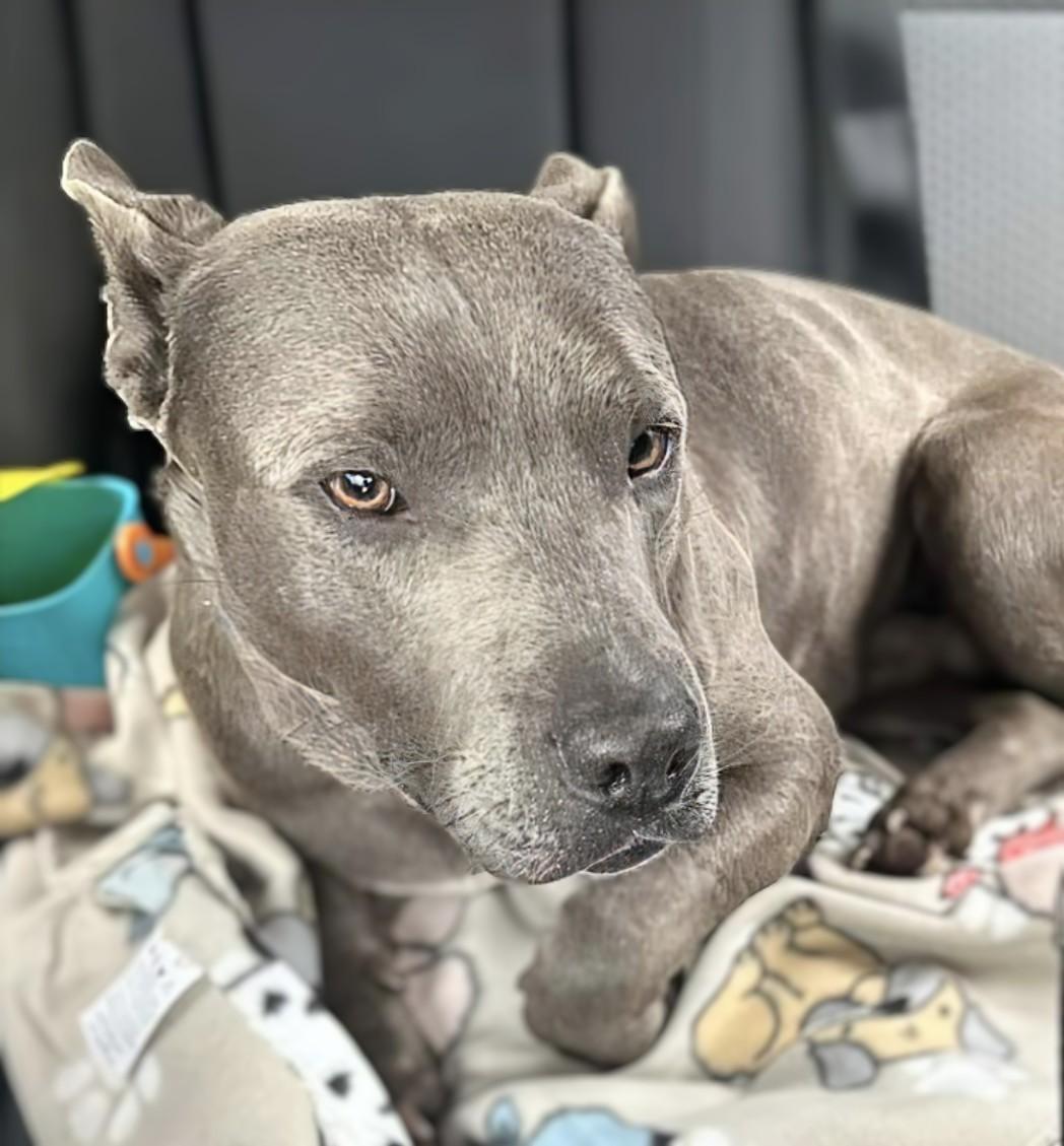 Scooby, a Adoptable American Staffordshire Terrier in Georgetown, TN image 3/4