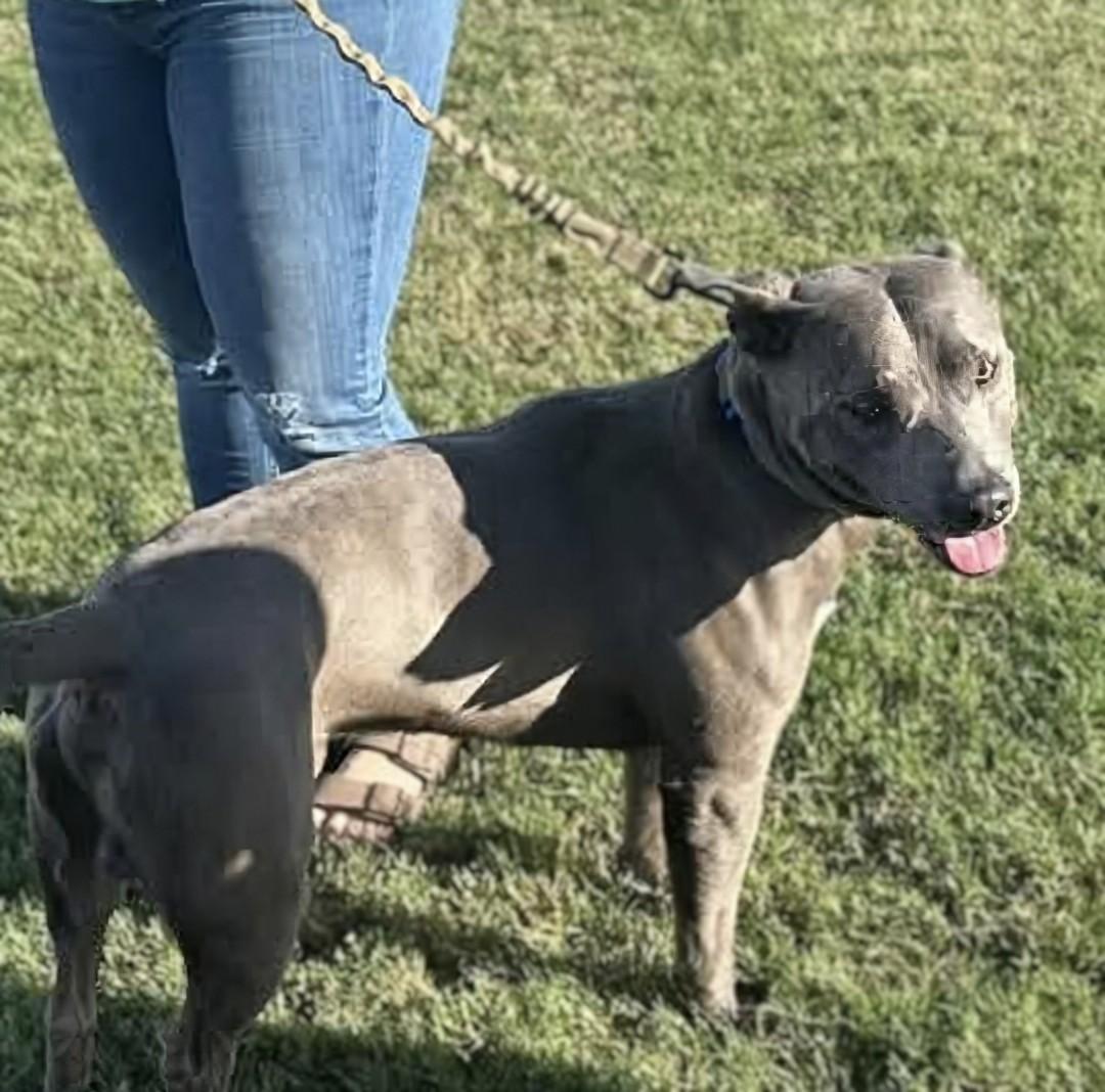 Scooby, a Adoptable American Staffordshire Terrier in Georgetown, TN image 2/4
