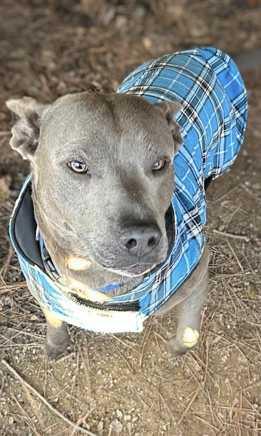 Scooby, a Adoptable American Staffordshire Terrier in Georgetown, TN image 1/4
