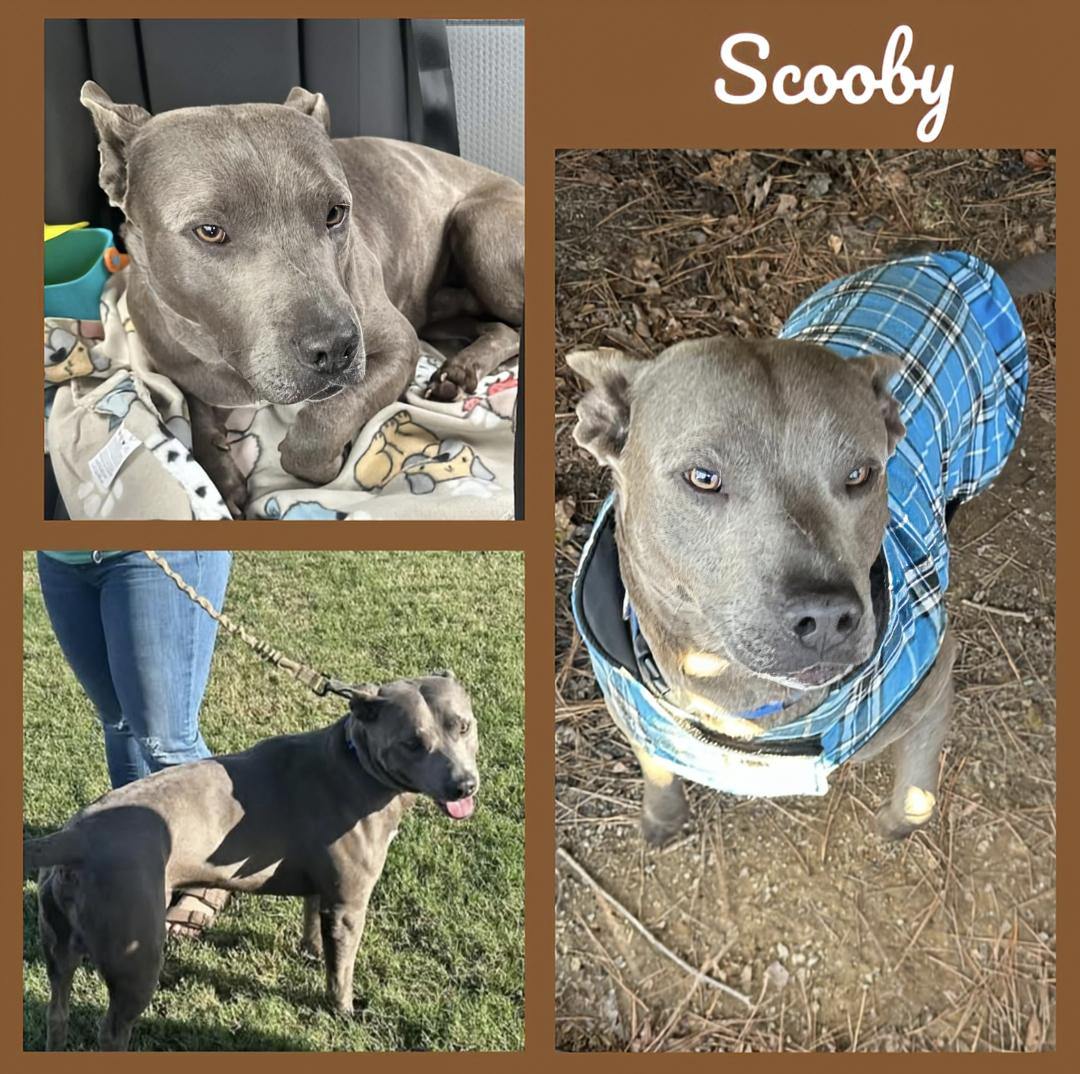 Scooby, a Adoptable American Staffordshire Terrier in Georgetown, TN image 4/4