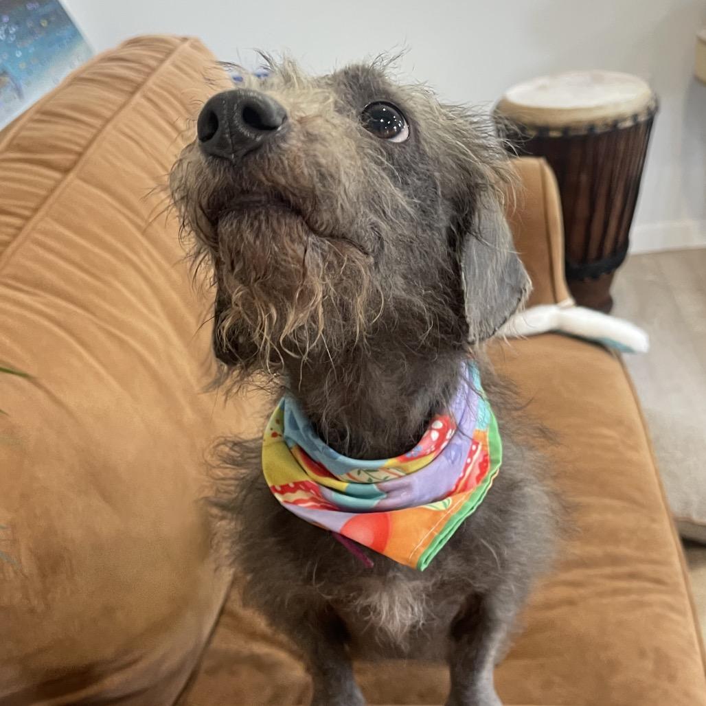 Enlarge RUTHIE (597), a Adoptable mixed breed in Indiantown, FL image 3/6