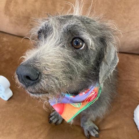 Enlarge RUTHIE (597), a Adoptable mixed breed in Indiantown, FL image 4/6