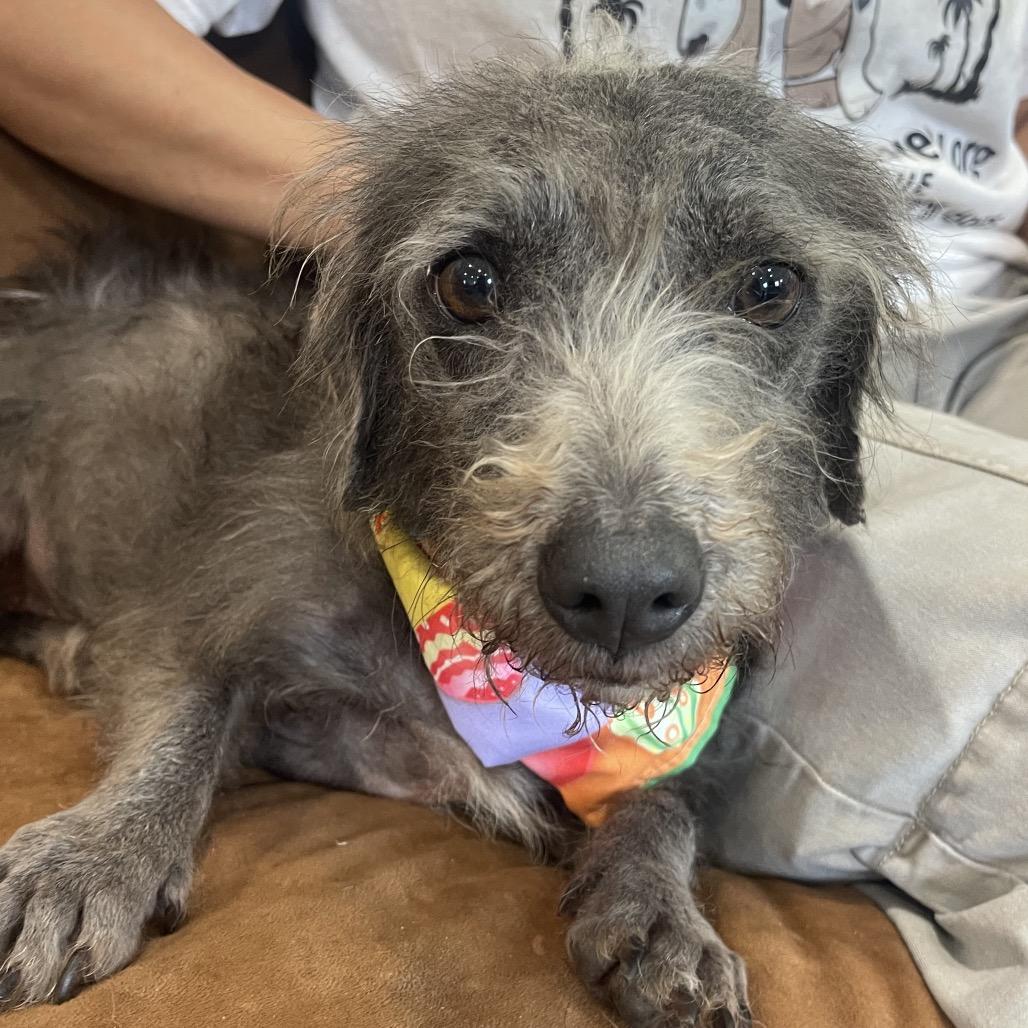 Enlarge RUTHIE (597), a Adoptable mixed breed in Indiantown, FL image 5/6