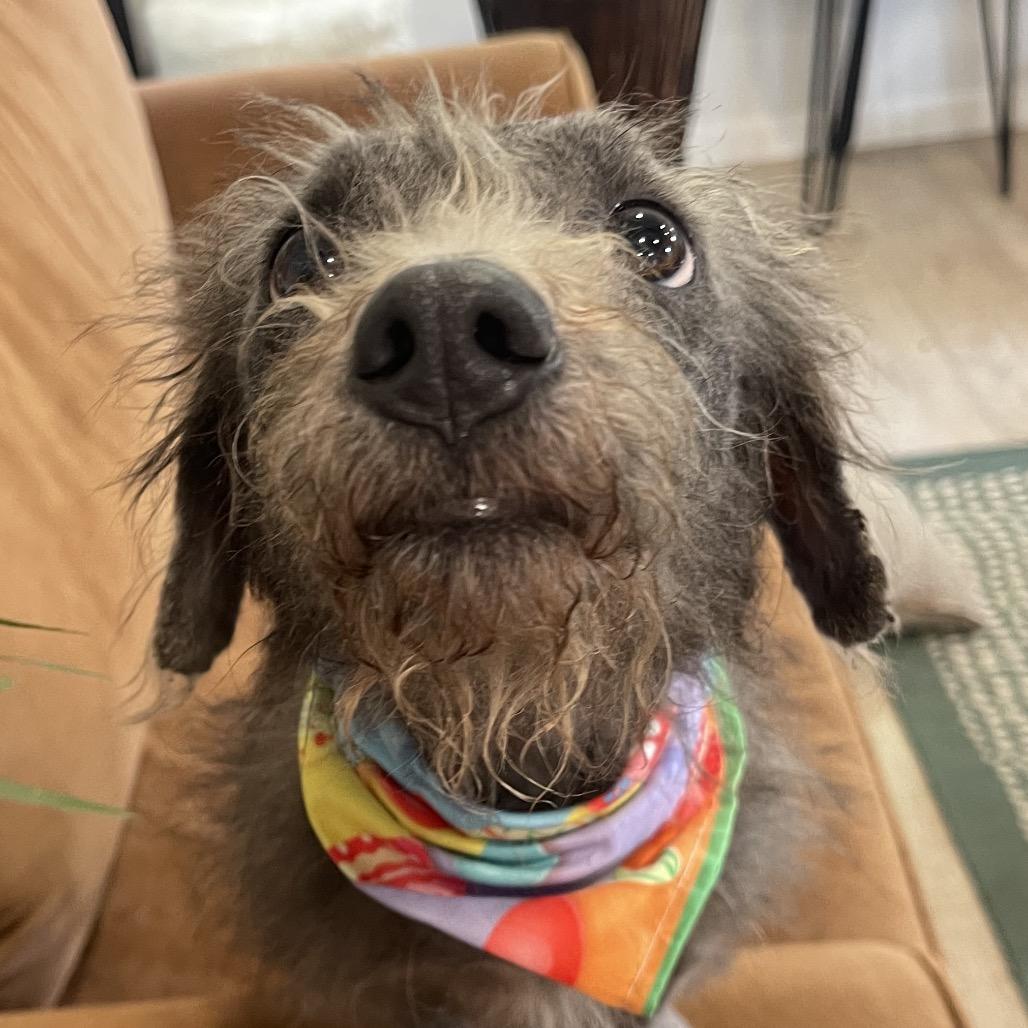 Enlarge RUTHIE (597), a Adoptable mixed breed in Indiantown, FL image 6/6