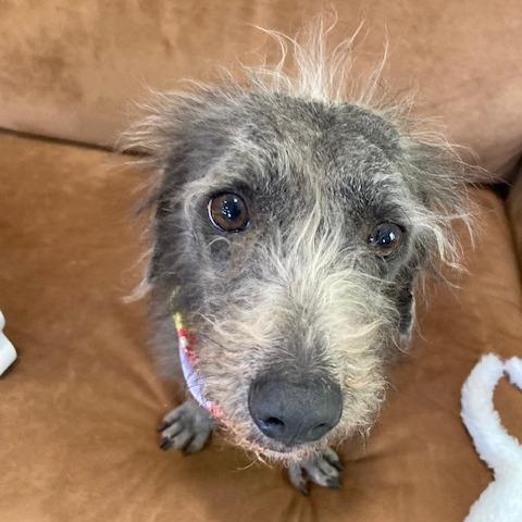 Enlarge RUTHIE (597), a Adoptable mixed breed in Indiantown, FL image 1/6