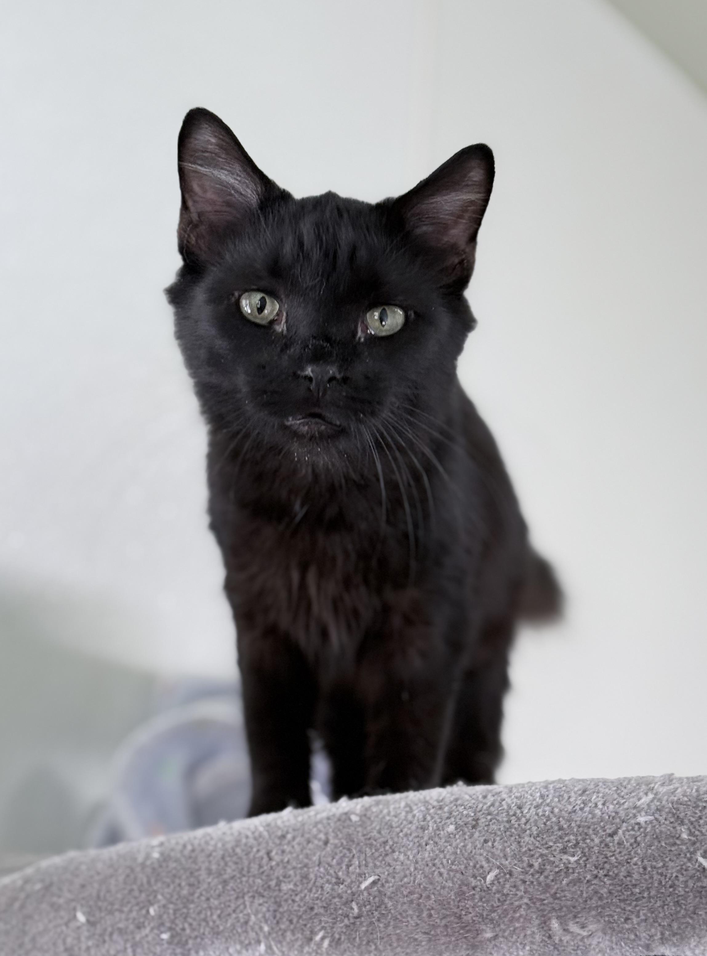 Whoopi, Adopted, Young Female Domestic Medium Hair.