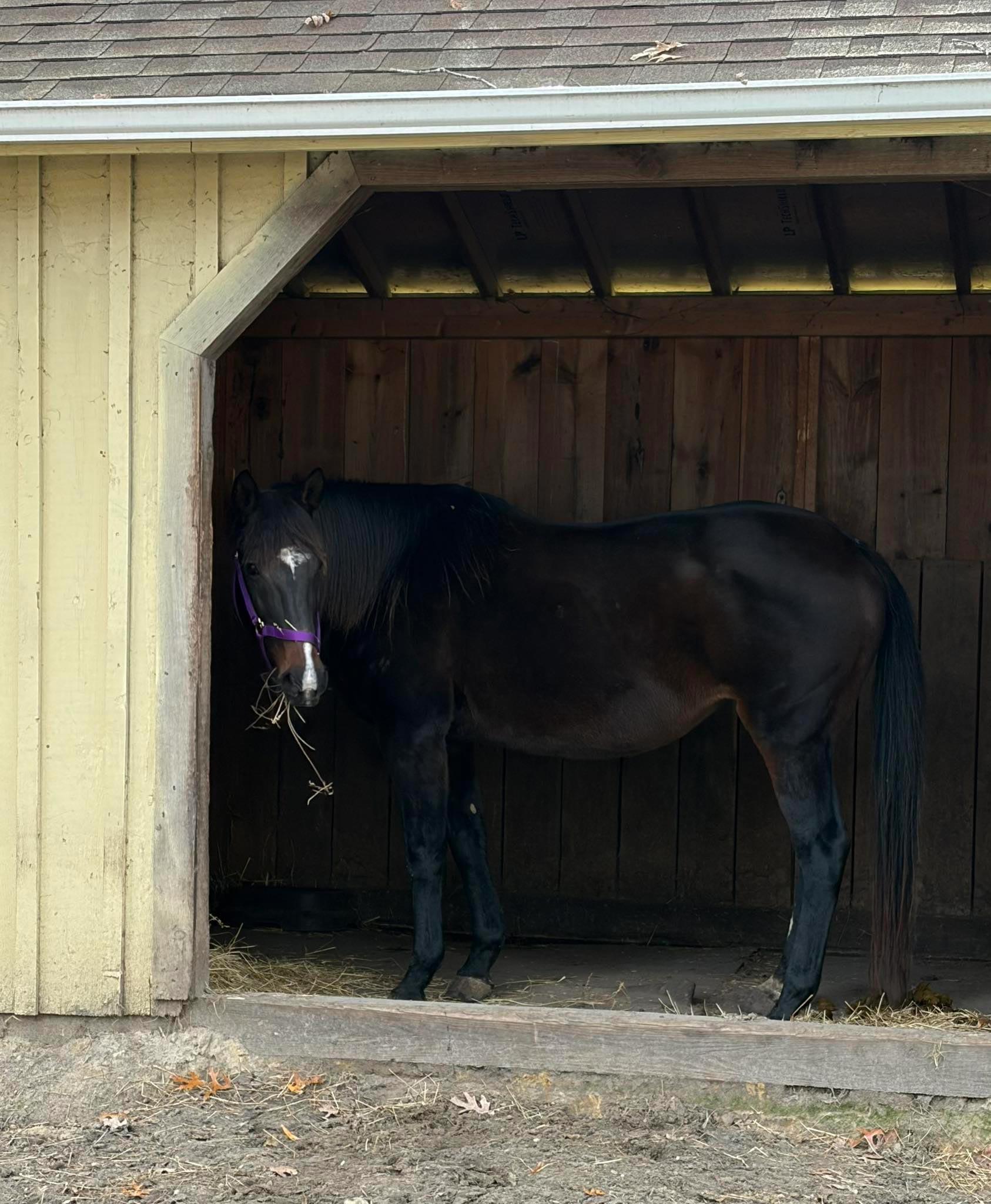 Trixie, a ADOPTABLE Thoroughbred in Wall, NJ image 3/3