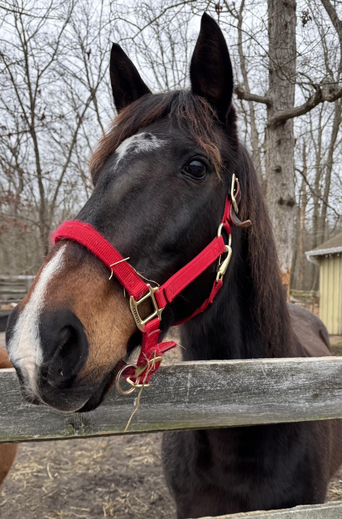 Trixie, ADOPTABLE, Adult Female Thoroughbred.
