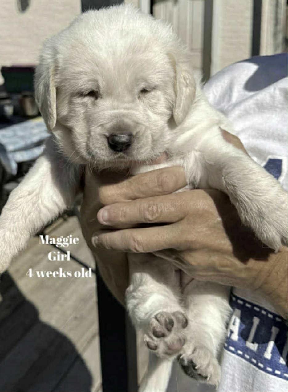 Maagonan aka Maggie, an adoptable Coonhound, Labrador Retriever in Winnipeg, MB, R2R 1s1 | Photo Image 1