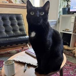 Enlarge Midnite, a Adoptable Domestic Short Hair in Westhampton, NY image 1/1