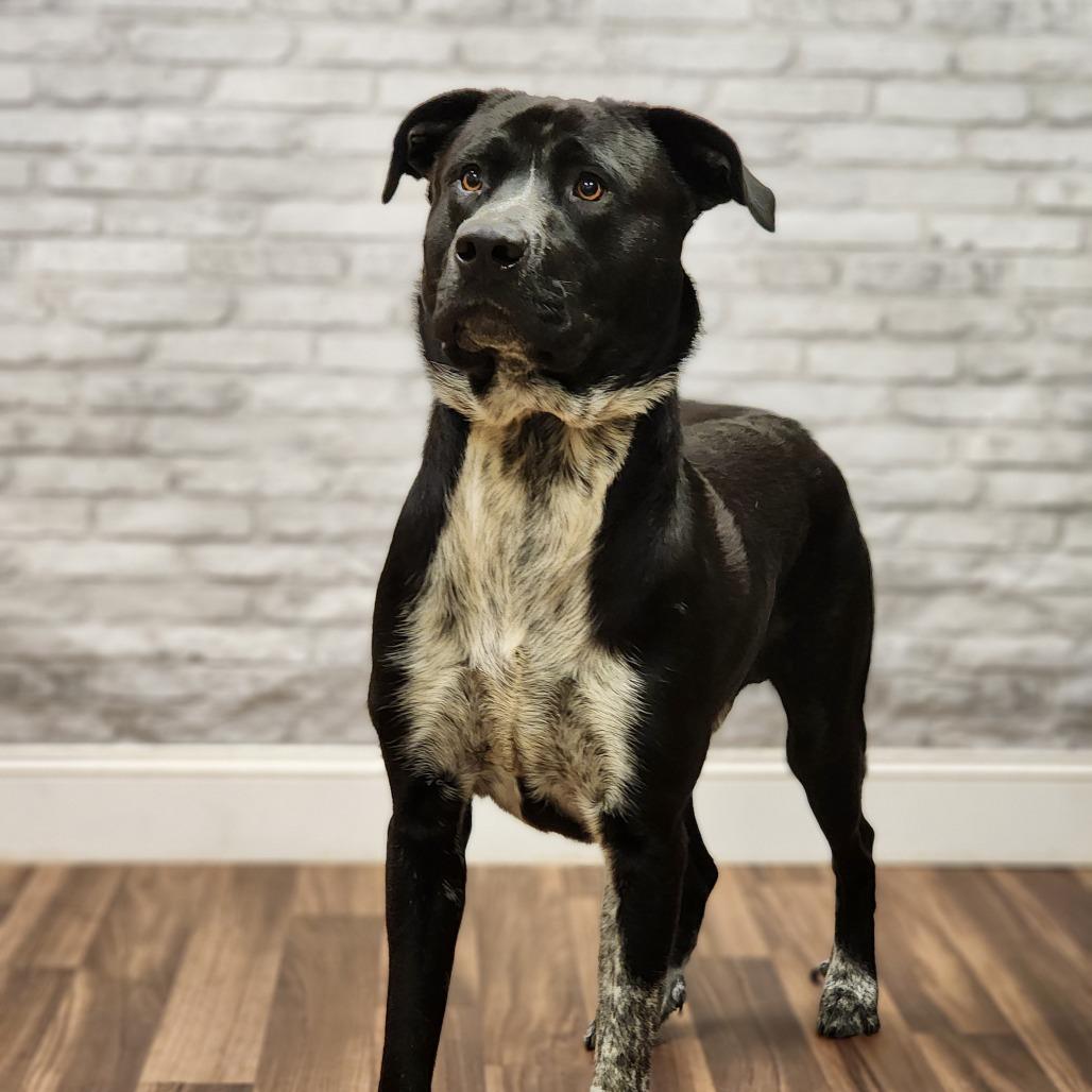 Pete, Adoptable, Young Male Cattle Dog & Mixed Breed.