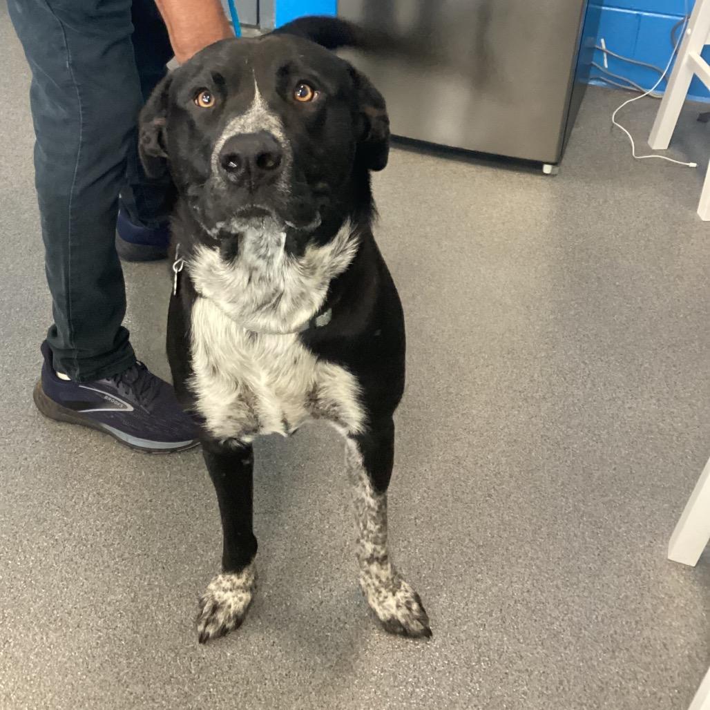 Pete, a Adoptable mixed breed in Montgomery, AL image 2/3