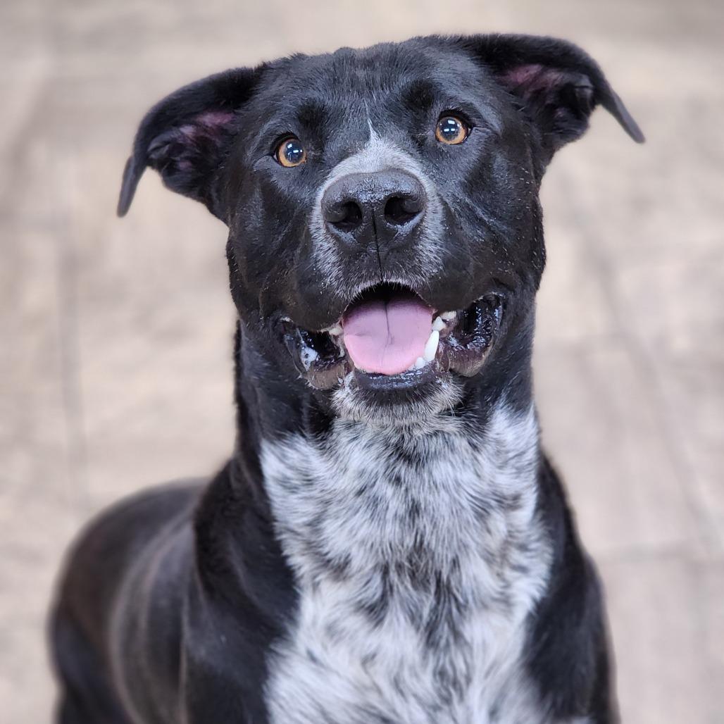 Pete, a Adoptable mixed breed in Montgomery, AL image 3/3