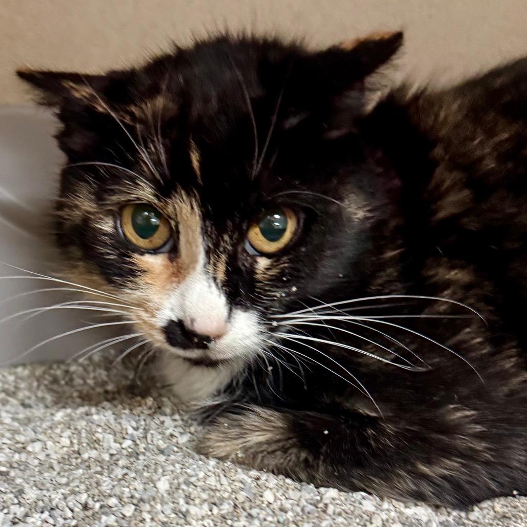 Ava, Adoptable, Young Female Domestic Short Hair.