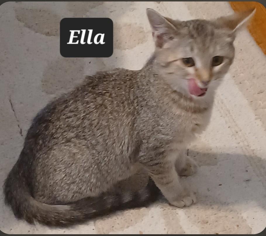 Ella - friendly & loving , ADOPTABLE, Kitten Female Domestic Short Hair.