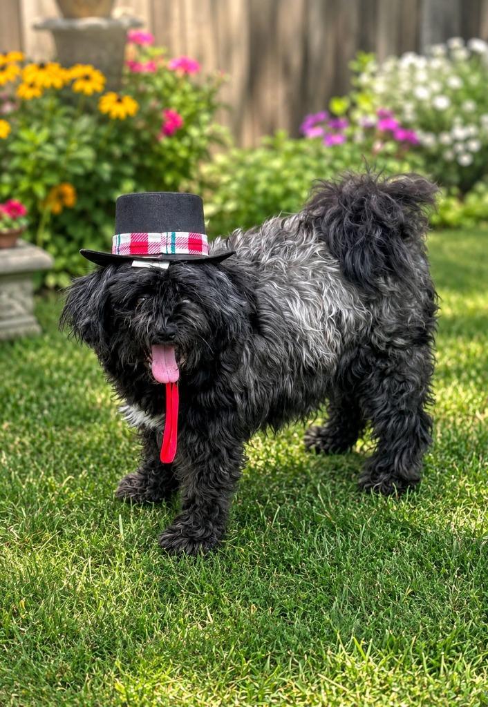 Princess, Adoptable, Senior Female Shih Tzu.