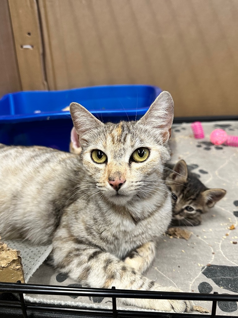 Hazelnut, an adopted Domestic Short Hair in Mira Loma, CA_image-1
