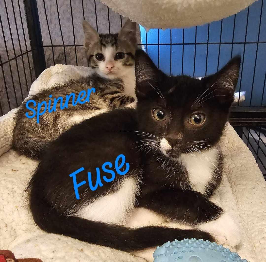 Fuse