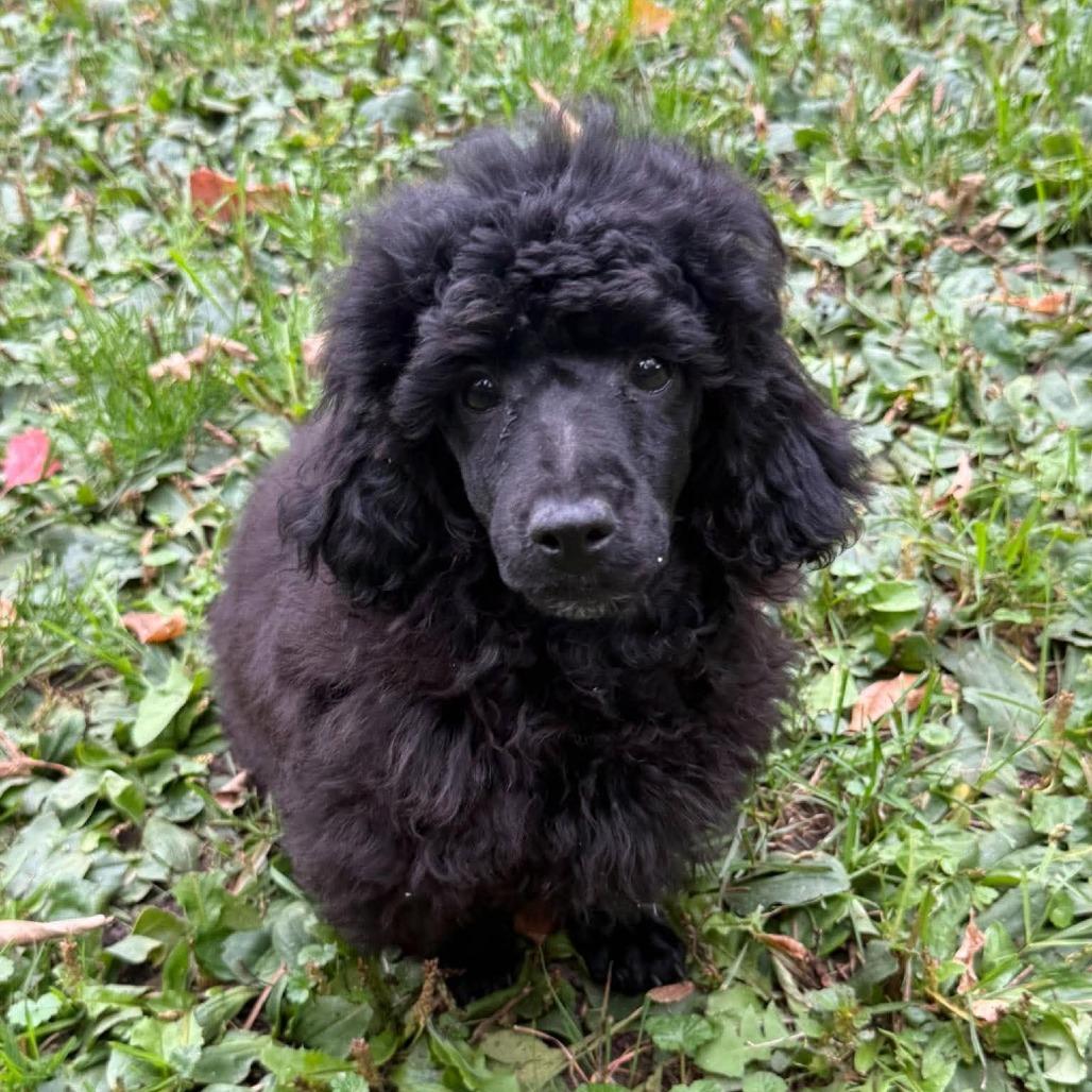 Henry D12787, Adoptable, Puppy Male Miniature Poodle.