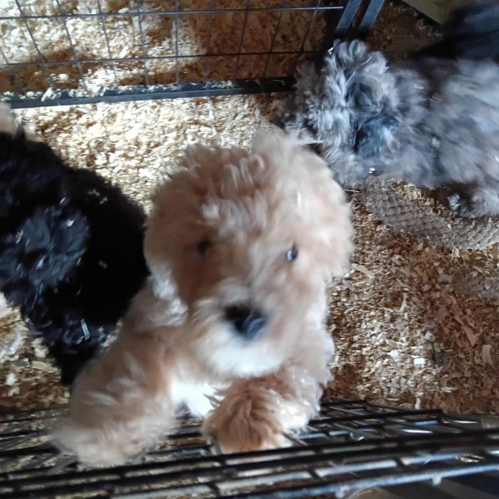 Enlarge Henry D12787, a Adoptable Miniature Poodle in Elk River, MN image 2/2