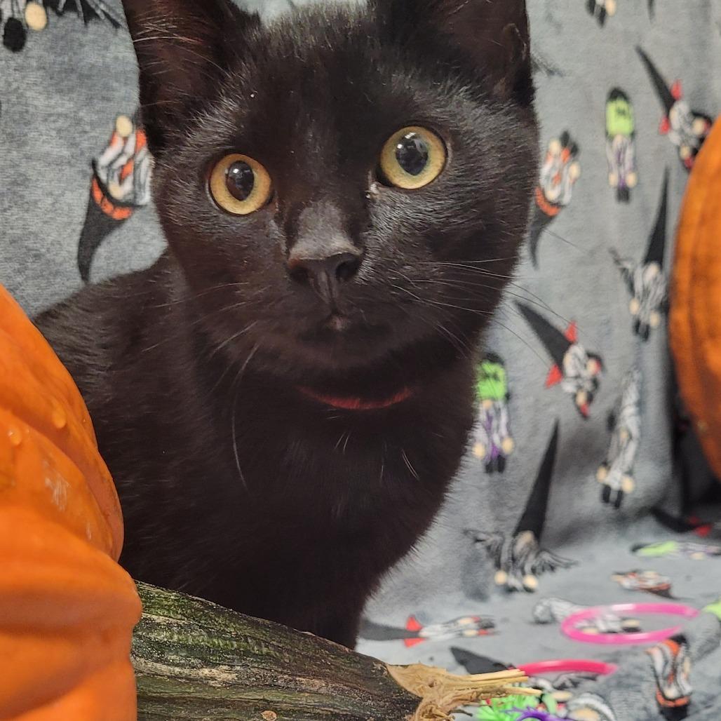 Gristle (red collar), Adoptable, Young Male Domestic Short Hair.