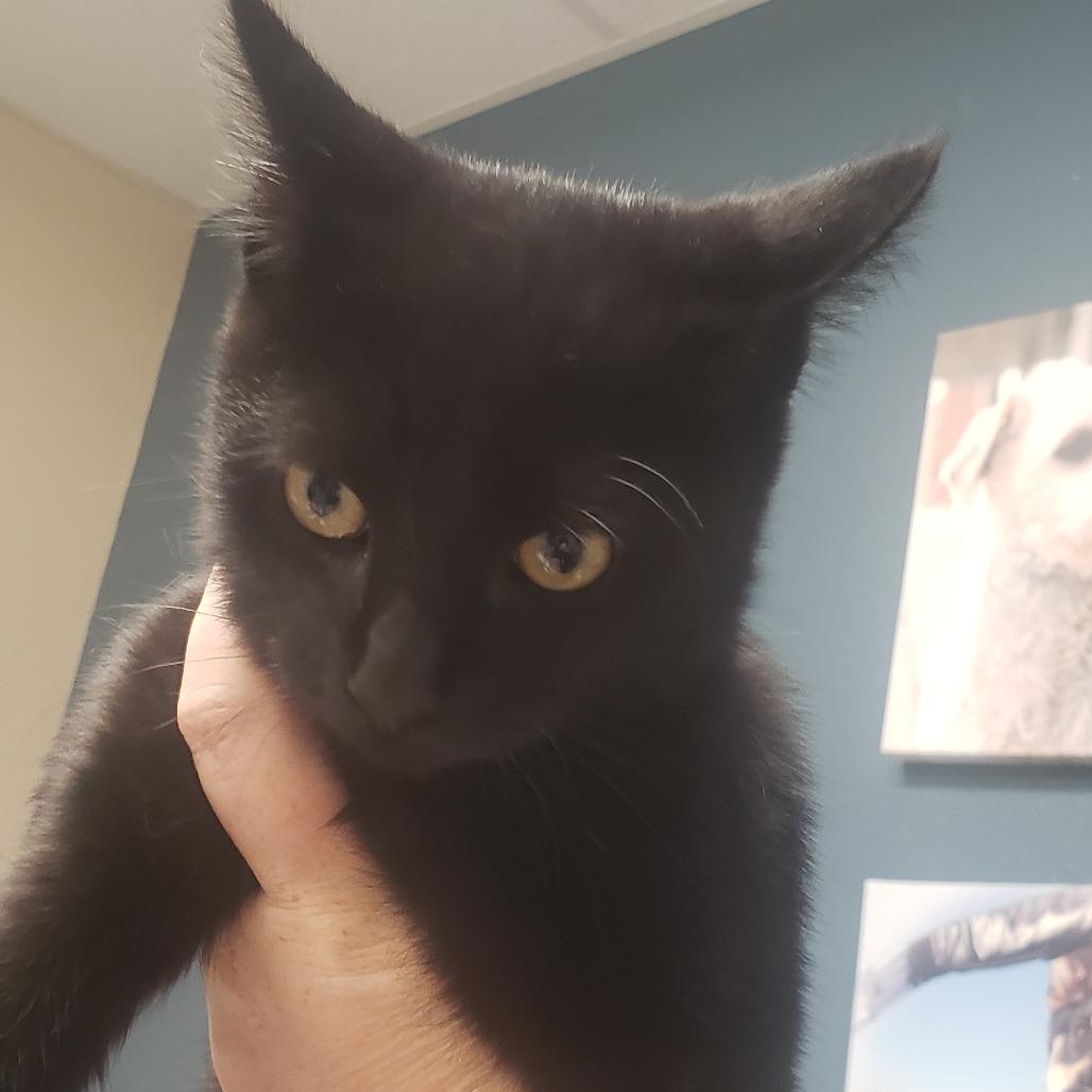 Enlarge Gristle (red collar), a Adoptable Domestic Short Hair in Bismarck, ND image 2/2