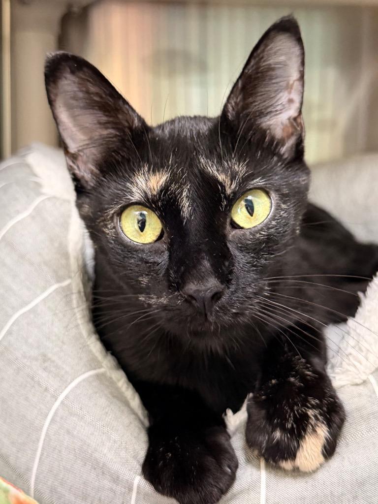 Cathy, Adoptable, Young Female Domestic Short Hair.
