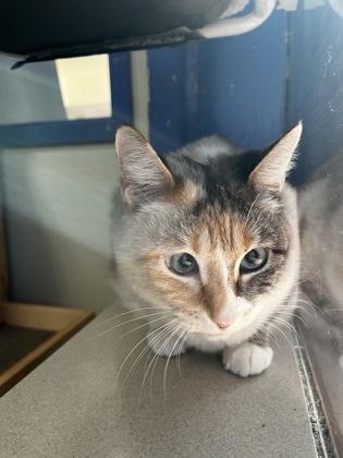 Enlarge Melvina 26253, an adopted Domestic Short Hair in Oklahoma City, OK image 3/3