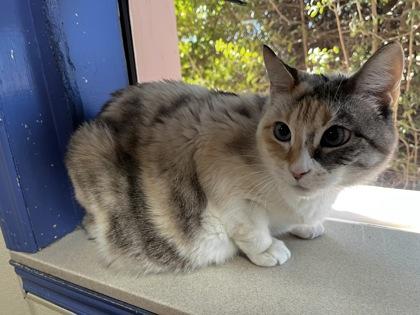 Enlarge Melvina 26253, an adopted Domestic Short Hair in Oklahoma City, OK image 2/3